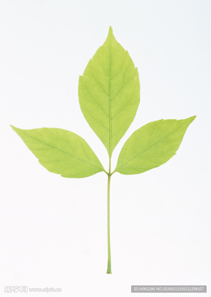嫩绿三叶植物特写