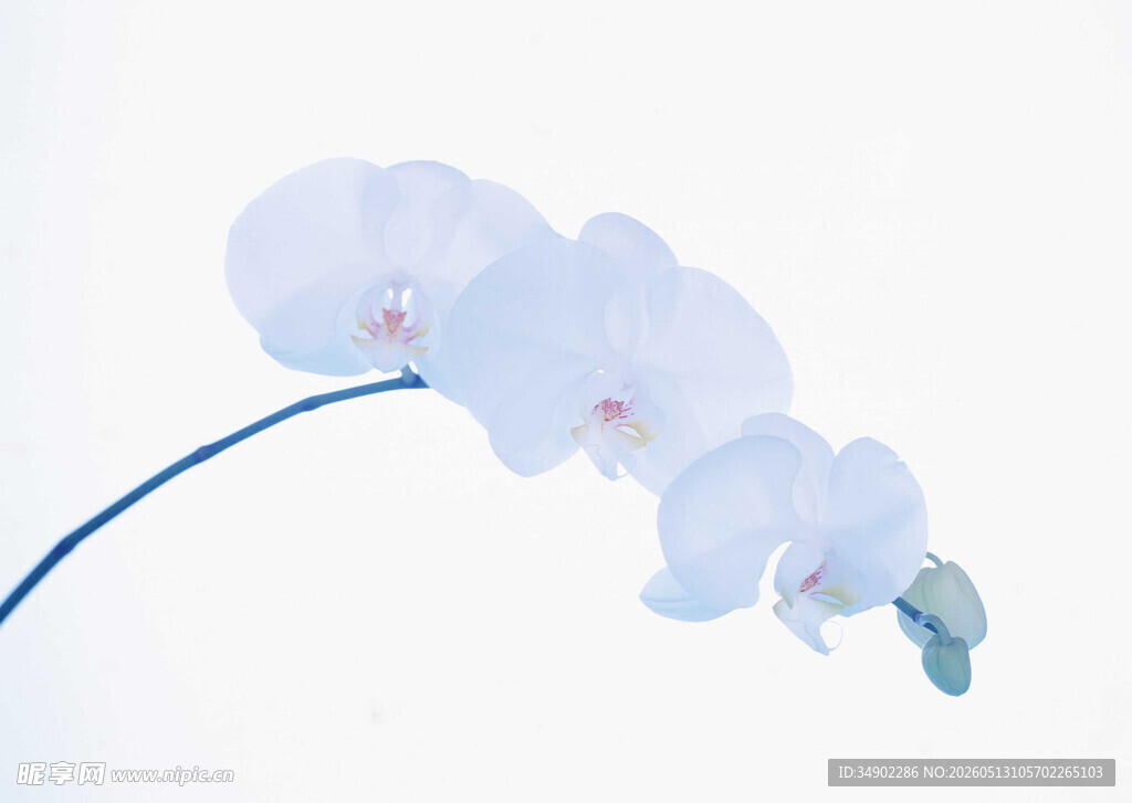 优雅淡蓝兰花枝