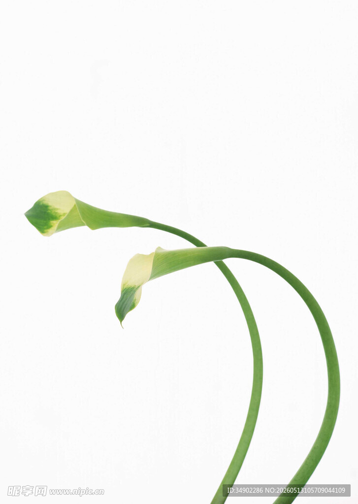 嫩绿弯曲的植物茎叶