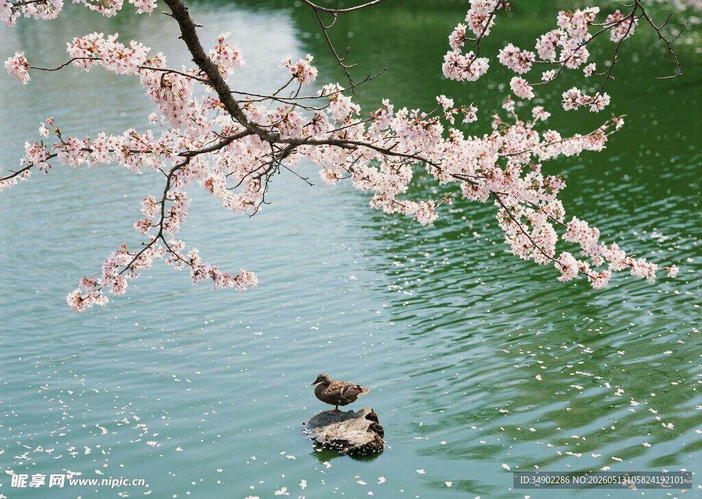 湖畔春景
