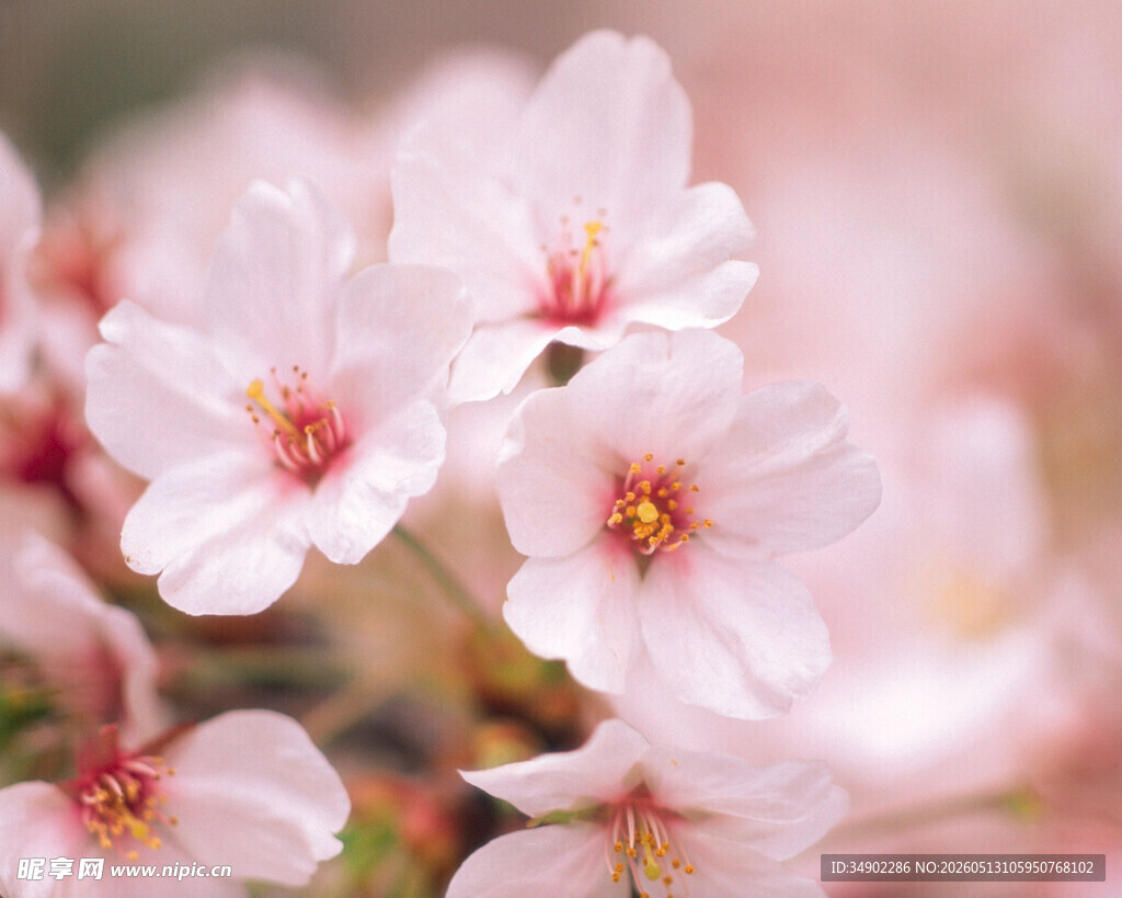 娇艳粉色樱花特写