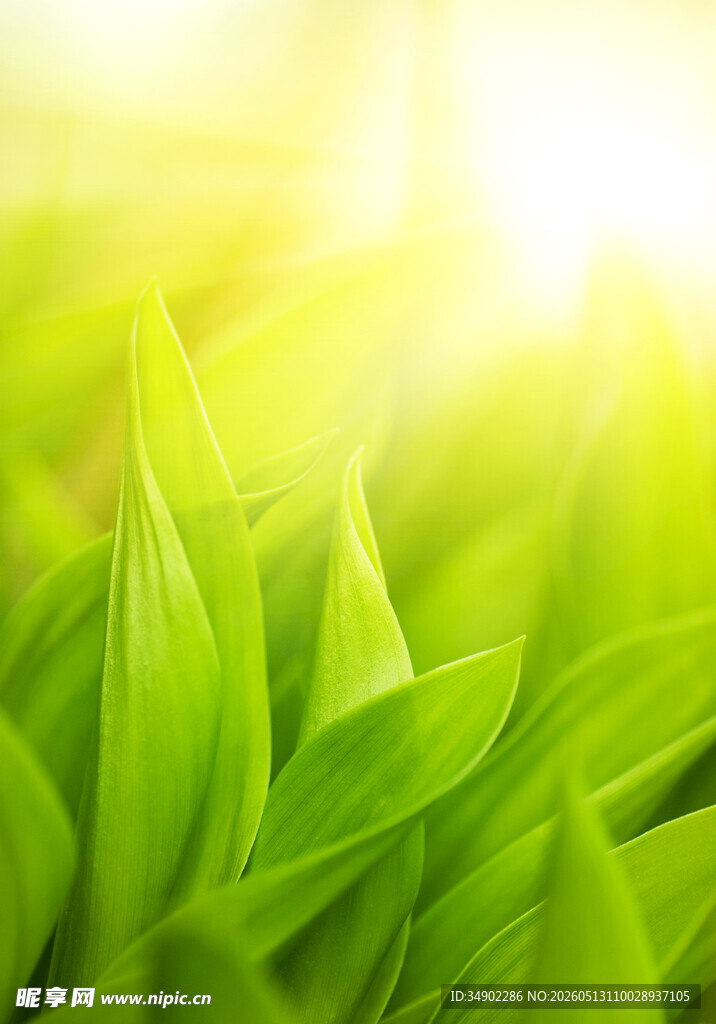 嫩绿叶片沐浴温暖阳光