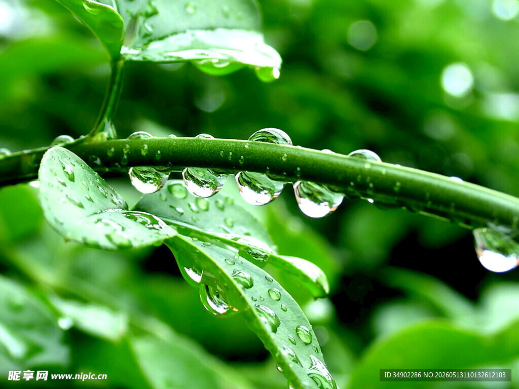 绿叶上晶莹的雨滴
