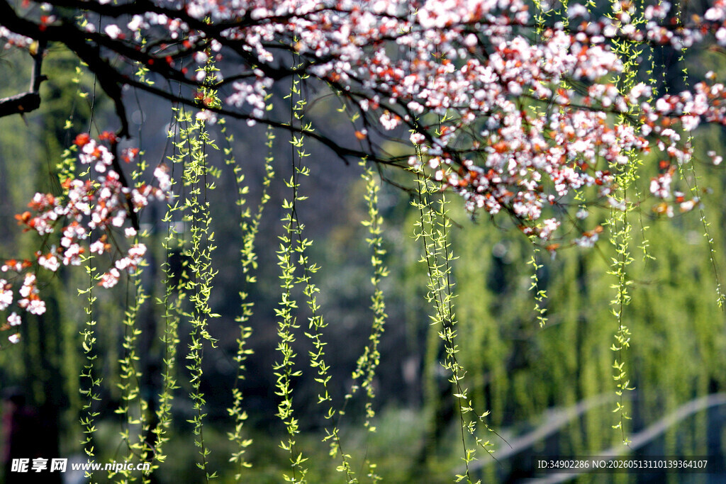 春日繁花垂柳美景