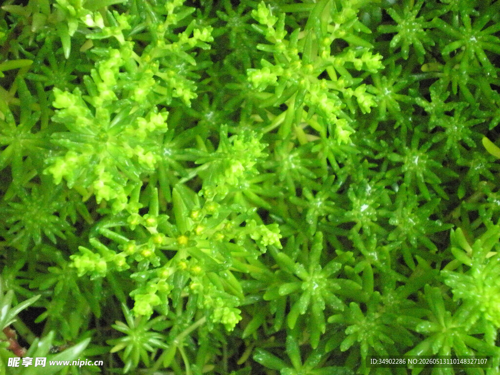 翠绿繁茂的绿色植物