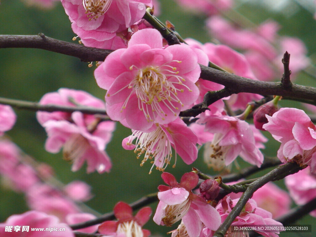 粉色梅花绽放枝头