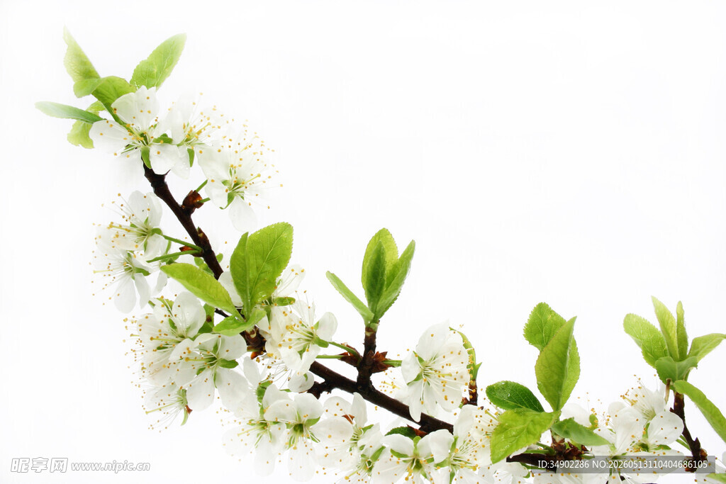 枝头绽放的白色花朵