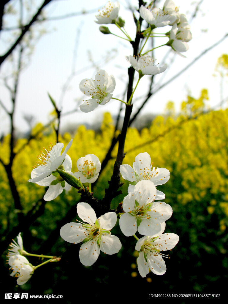 春日绽放的洁白花朵