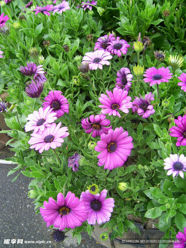 缤纷紫花绽放于绿植间