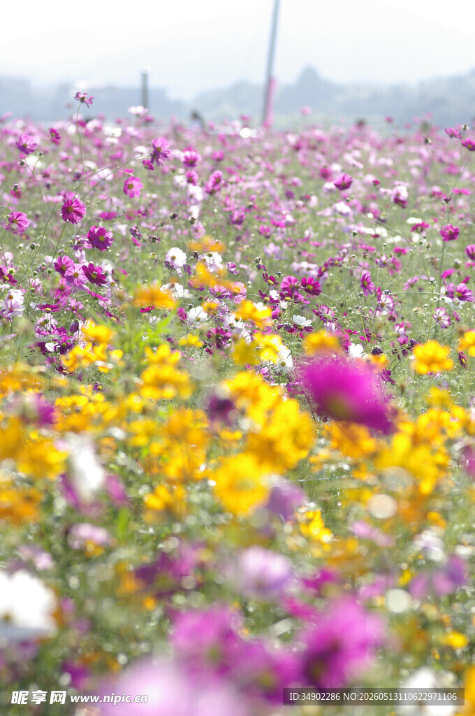 五彩斑斓的绚烂花田