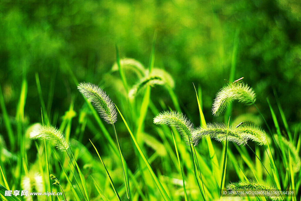 嫩绿狗尾草