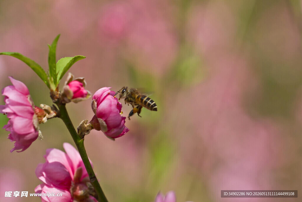蜜蜂采蜜于粉嫩花枝间