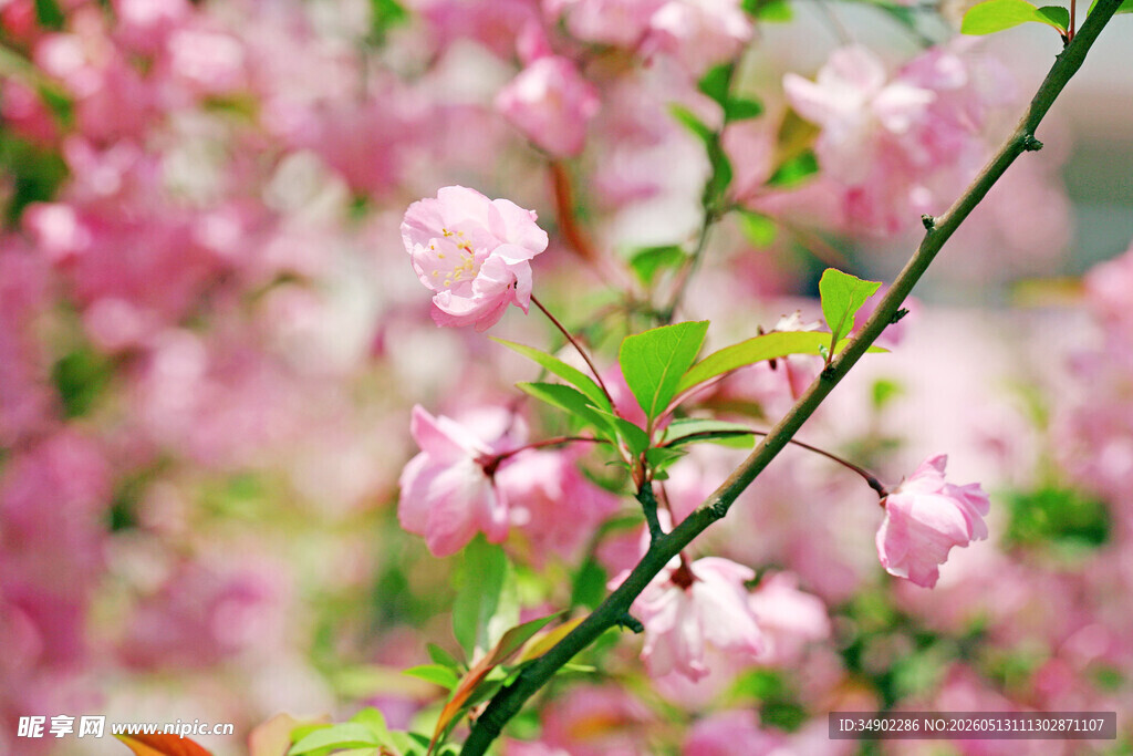 粉色桃花