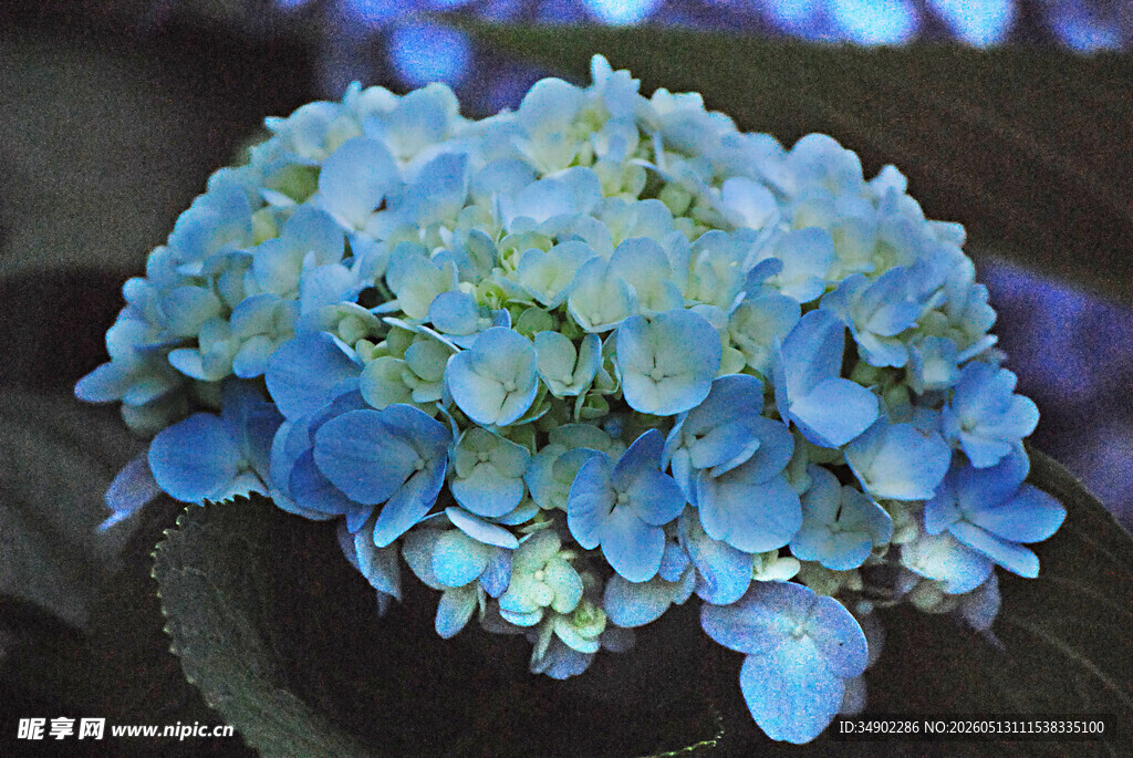 蓝色绣球花特写