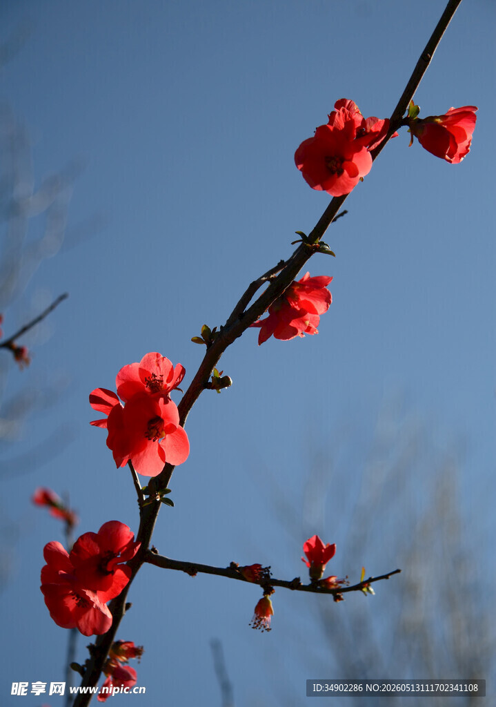 枝头绽放的艳丽红花朵