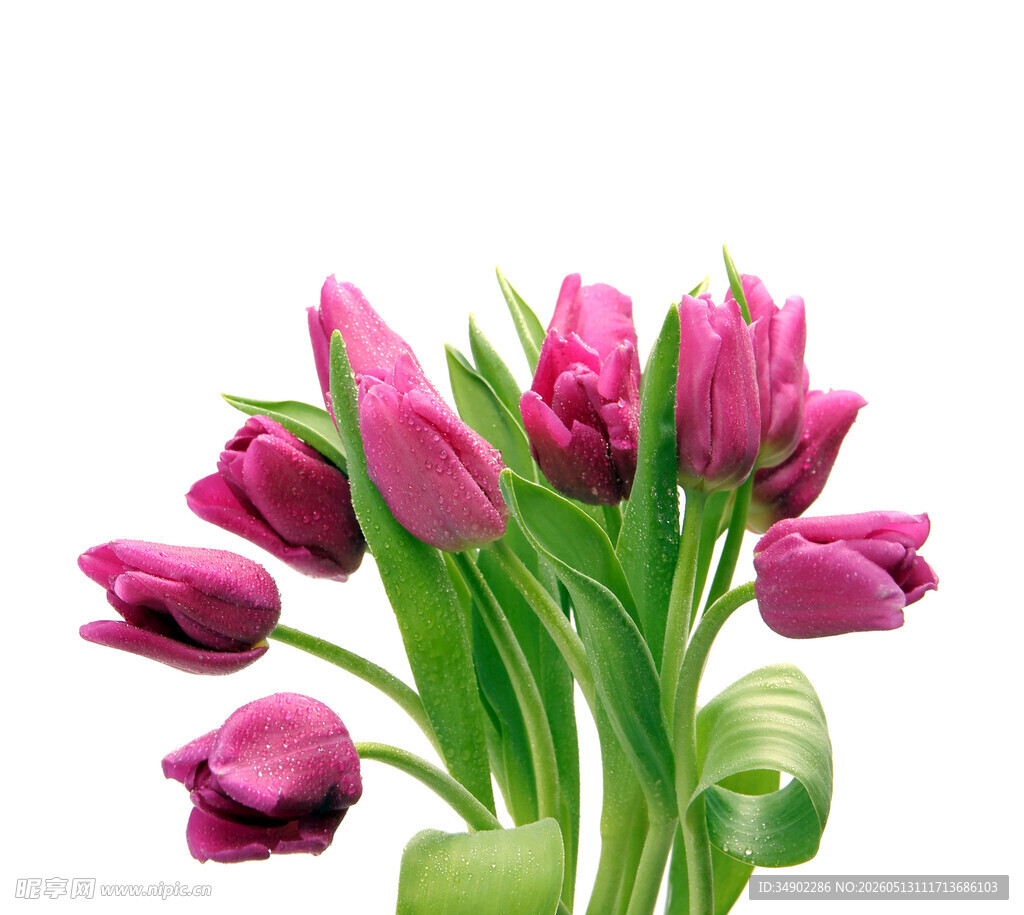 紫色郁金香花束