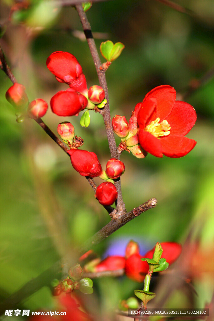 枝头红花朵朵艳