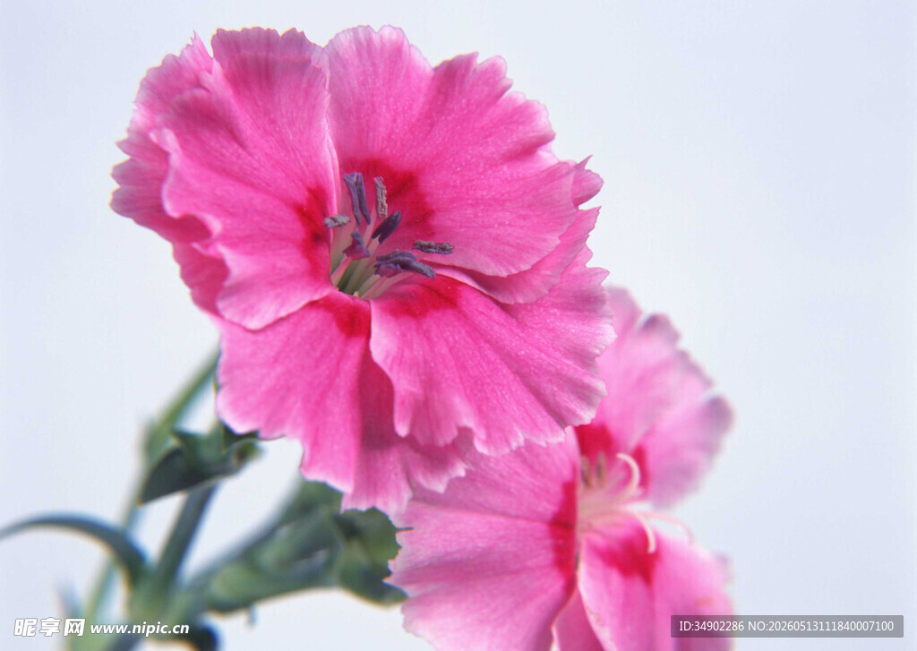 娇艳粉色石竹花特写