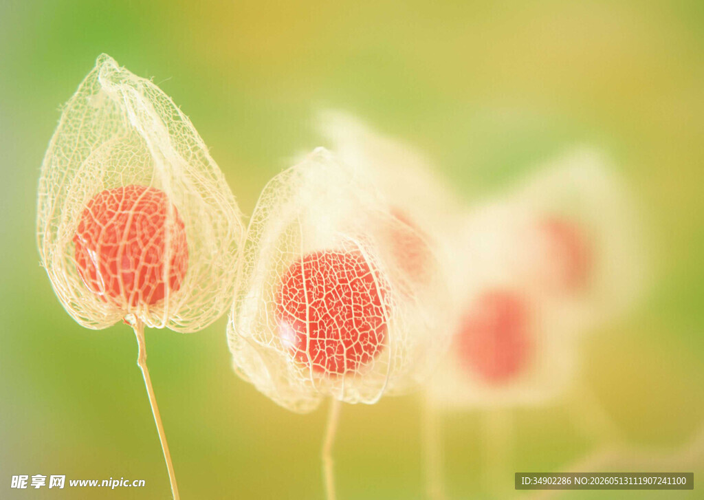 梦幻透明花朵特写