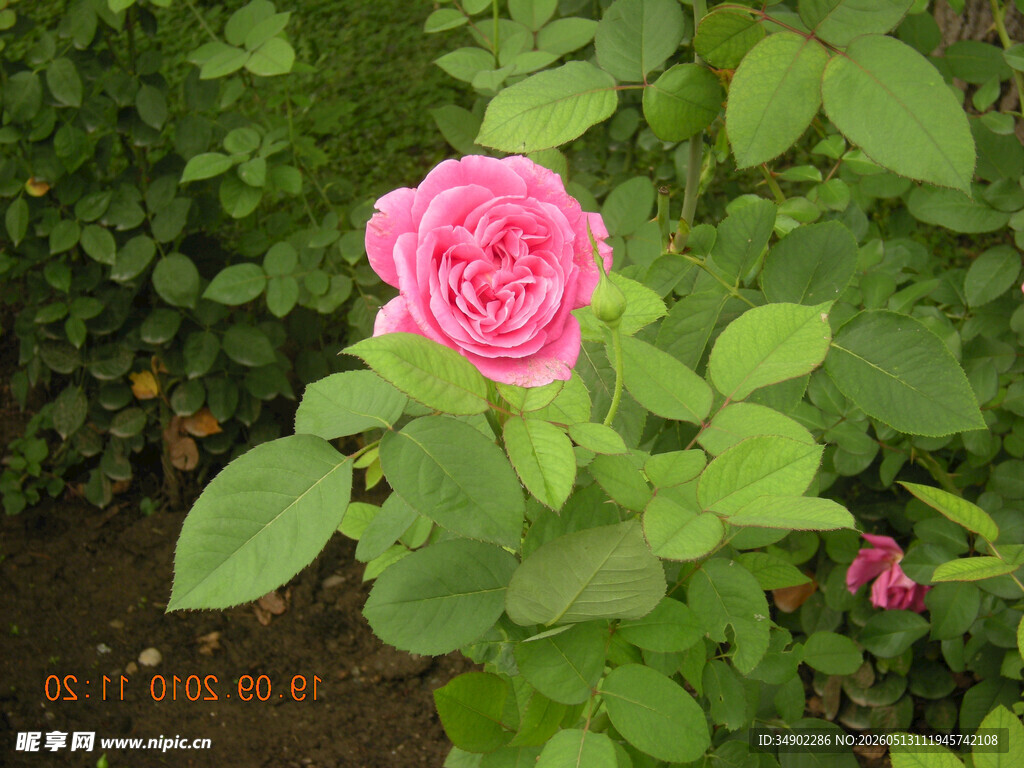 娇艳粉色月季花