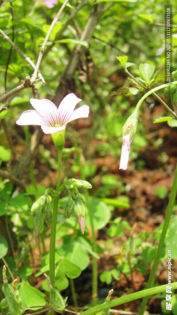 草丛中的白色小花