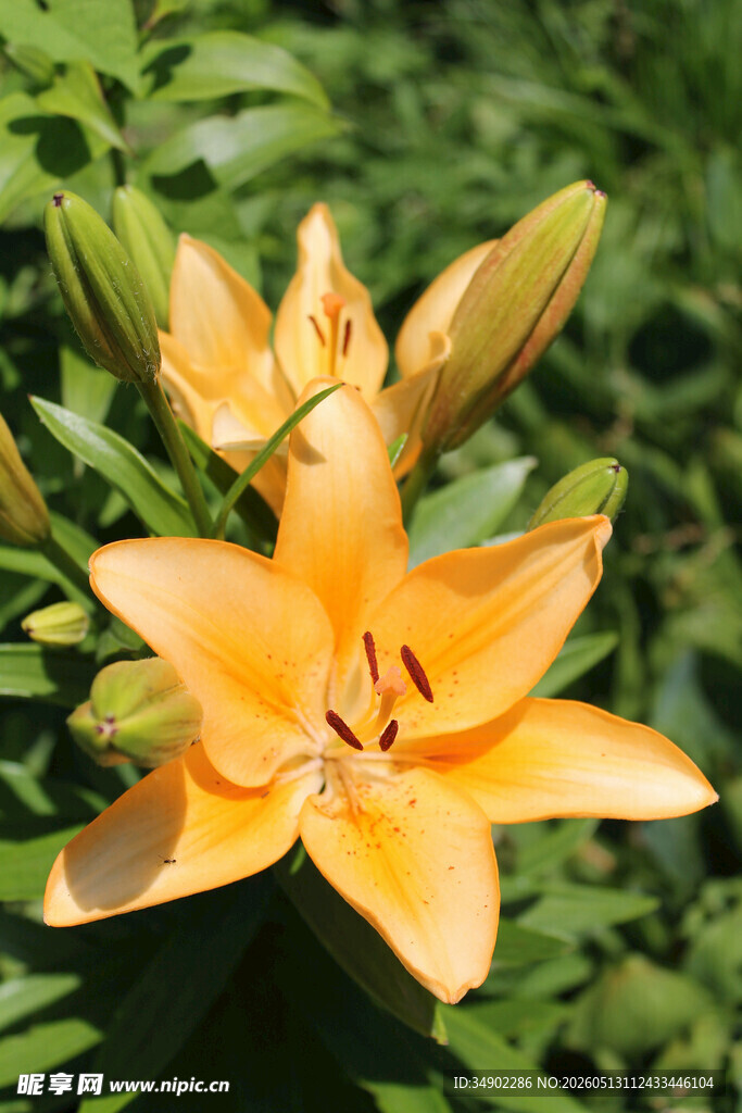 绽放的橙色百合花
