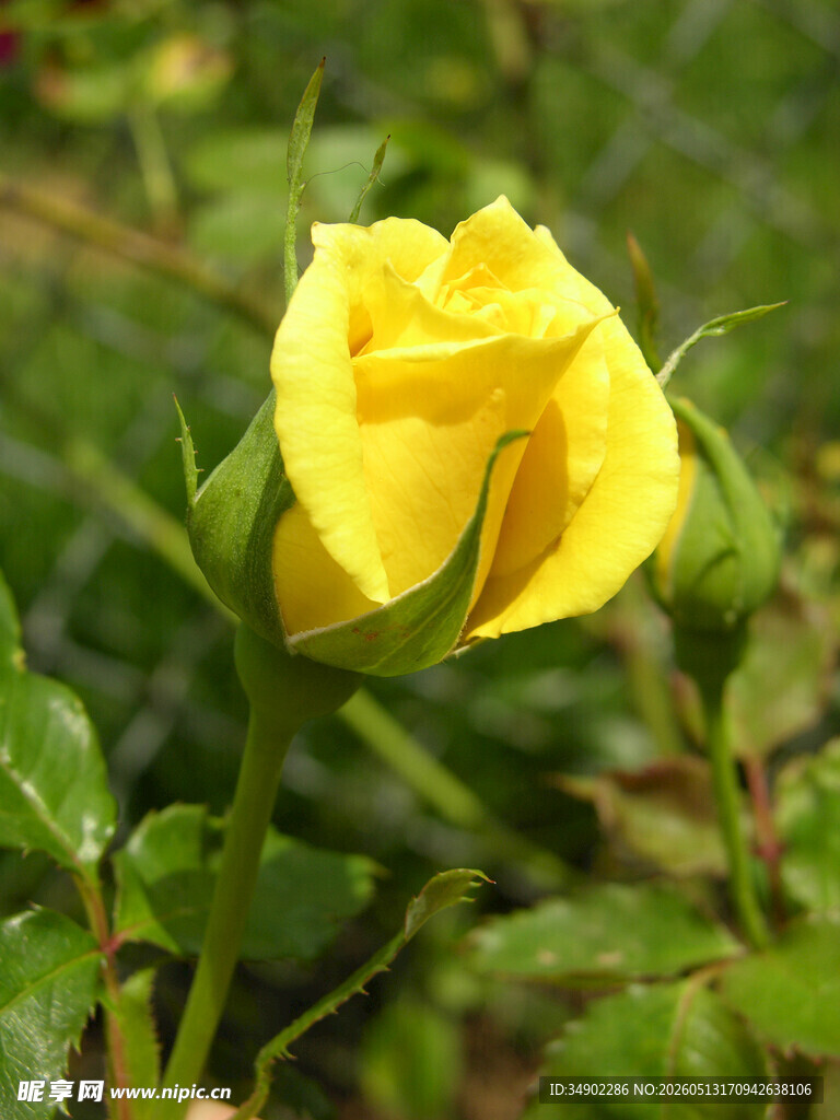 黄色娇艳月季花