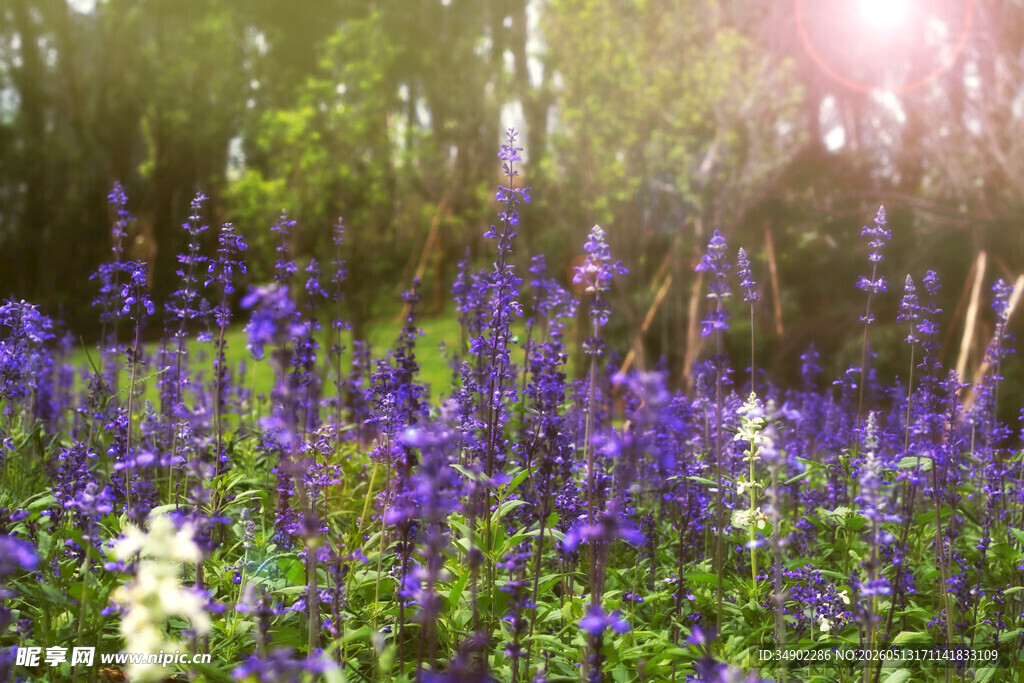 林间蓝花绽放美景