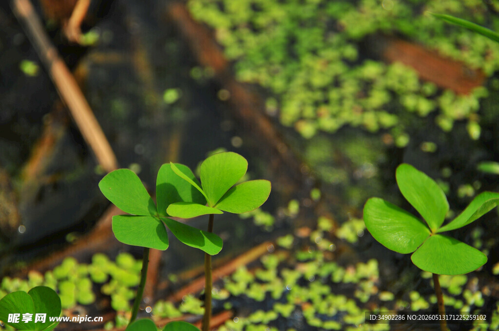 水中嫩绿三叶草清新景象