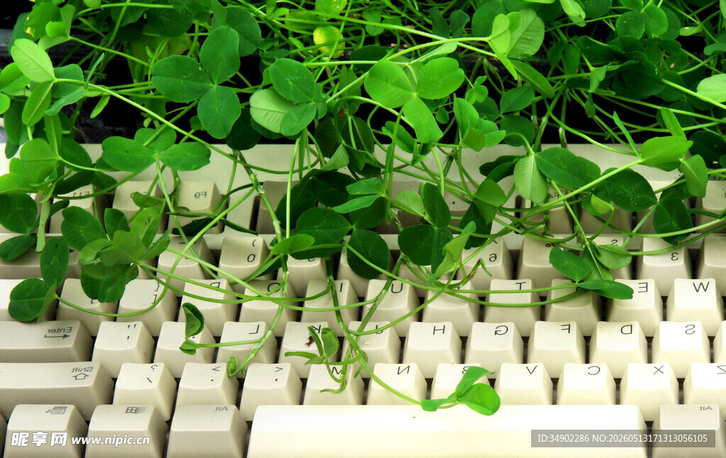 绿植覆键盘