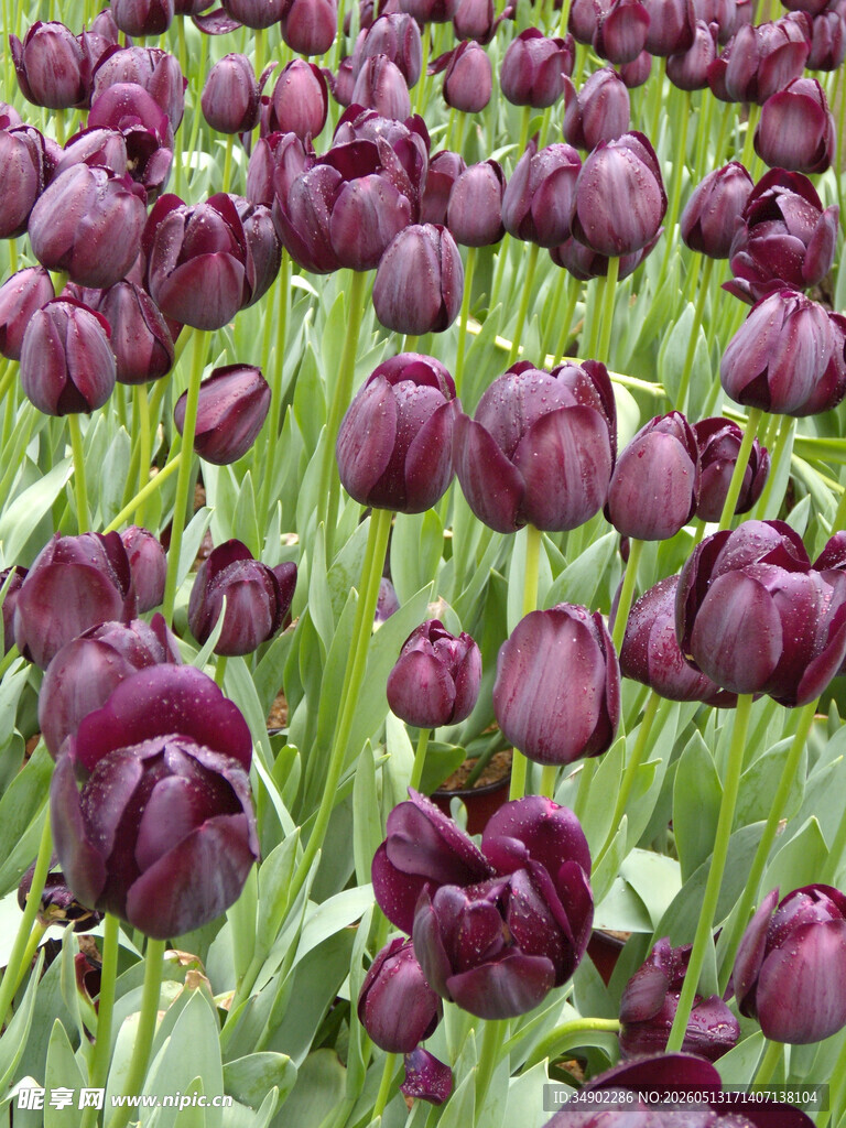 深紫色郁金香花海