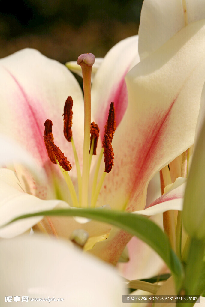 娇艳百合花特写