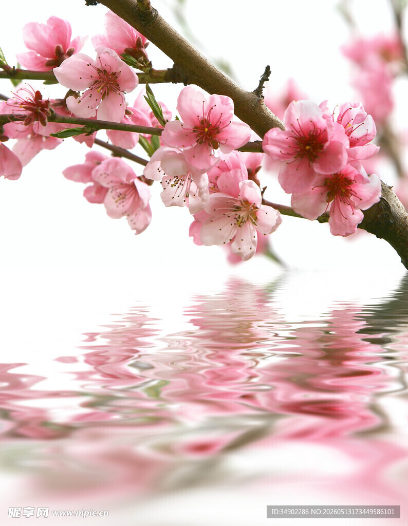 水中粉桃花枝的唯美景致