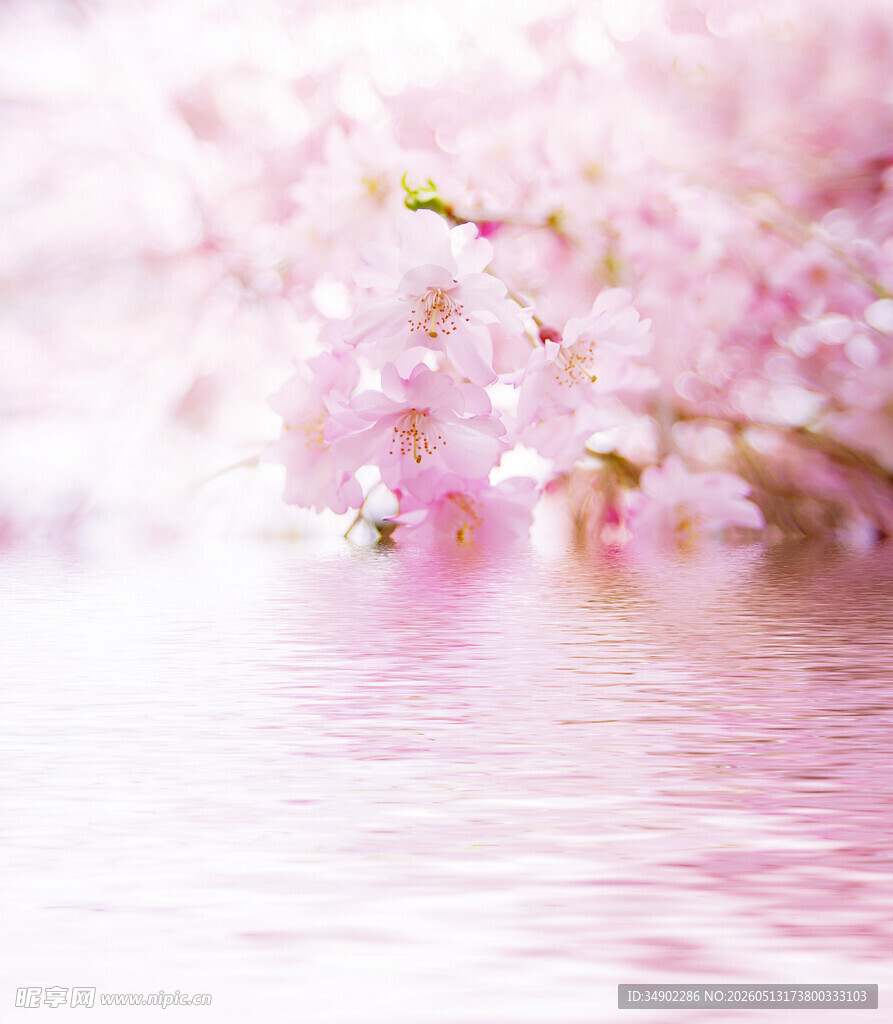 粉色樱花倒映水面美景