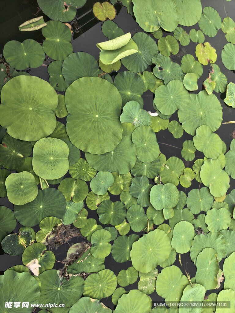 荷叶