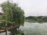 湖畔垂柳