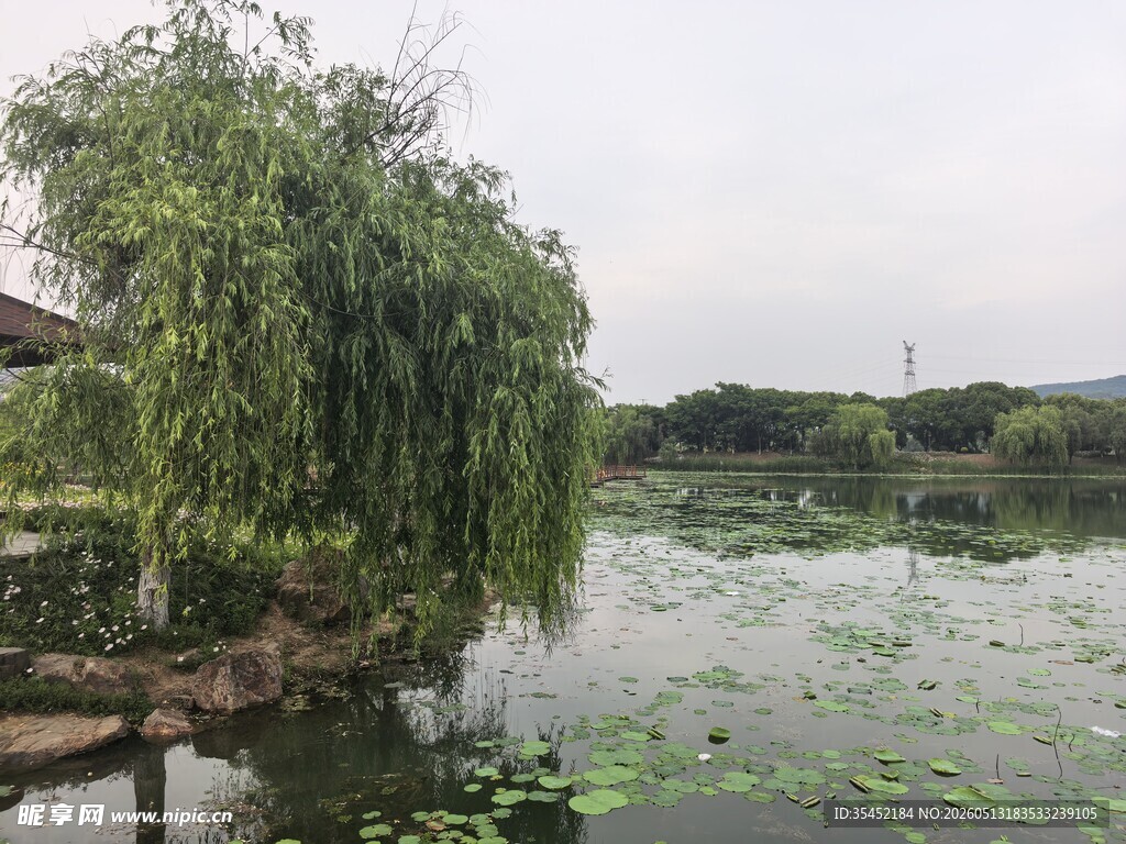 湖畔垂柳