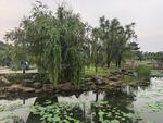 湖畔垂柳