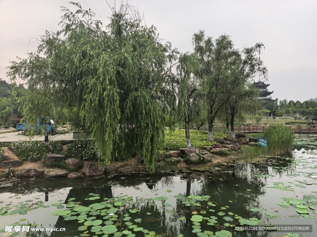 湖畔垂柳