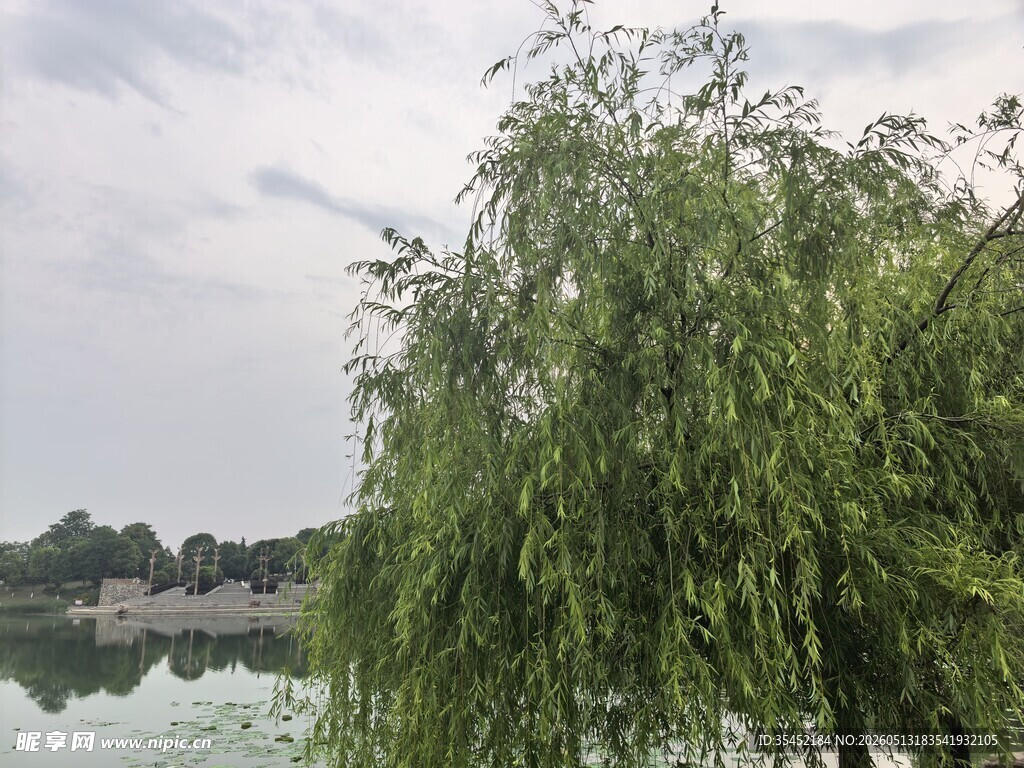 湖畔垂柳