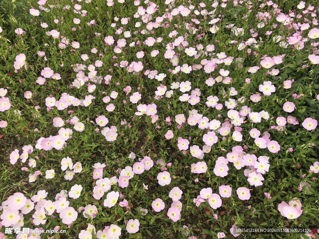 雏菊