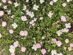 雏菊