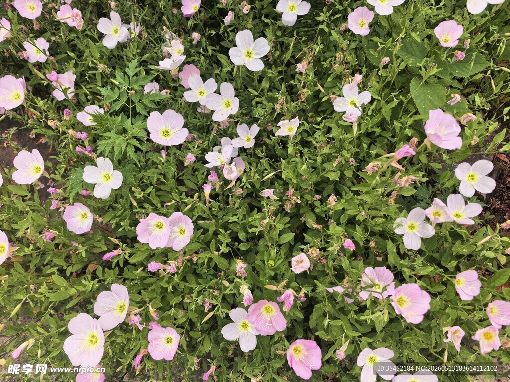 雏菊