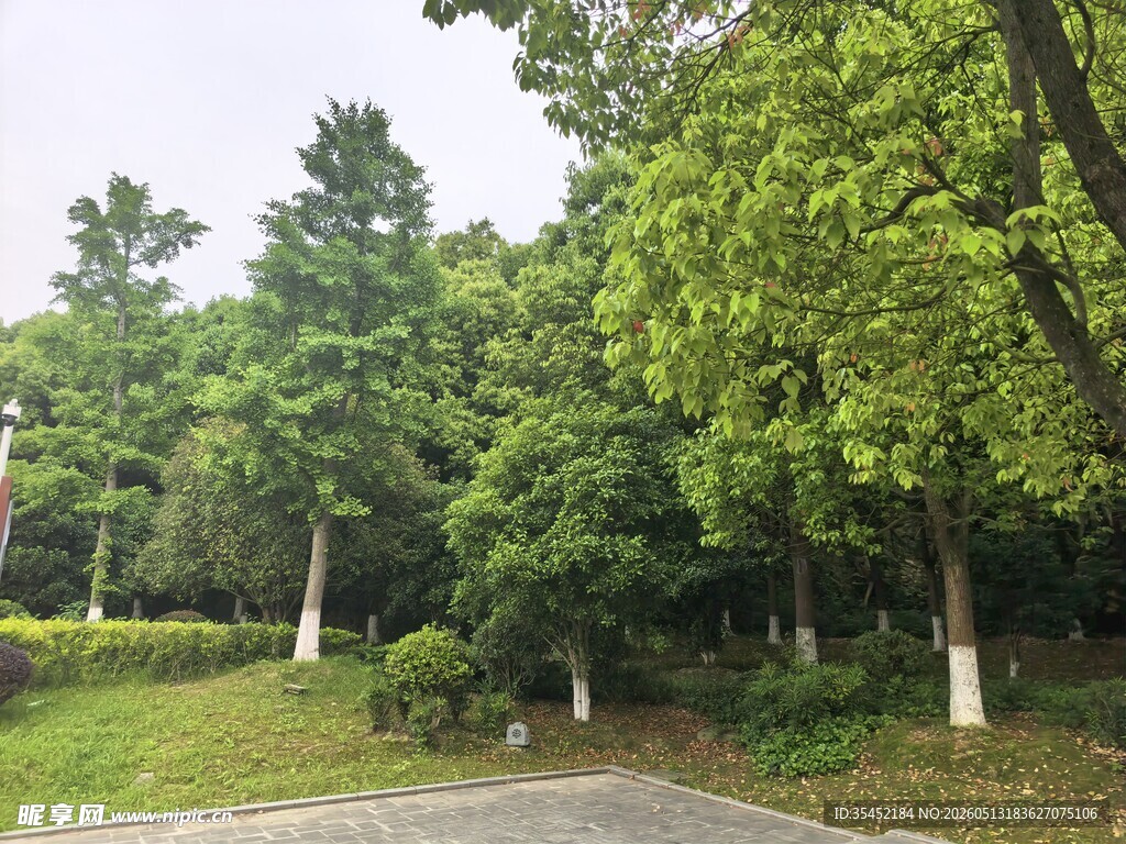 树林