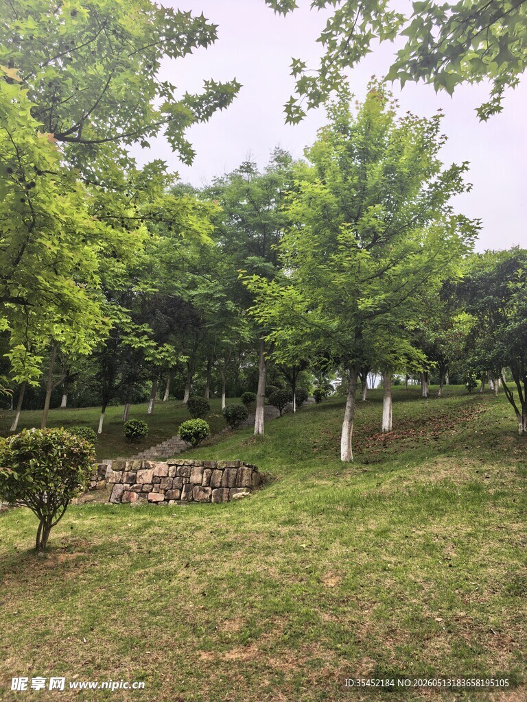 树林
