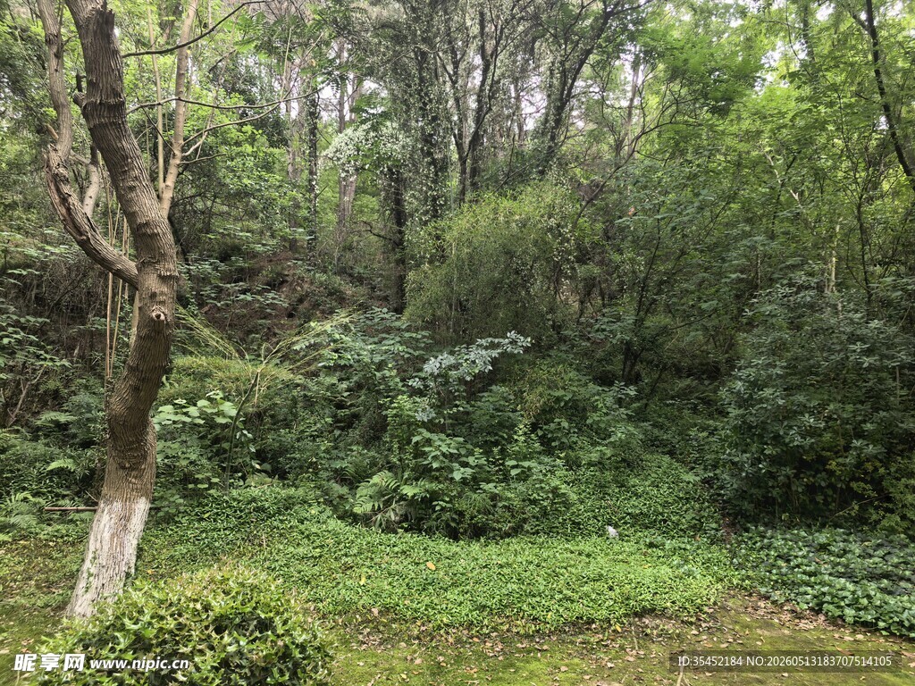 树林