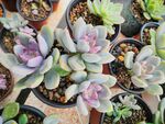 多彩多肉植物摆放展示