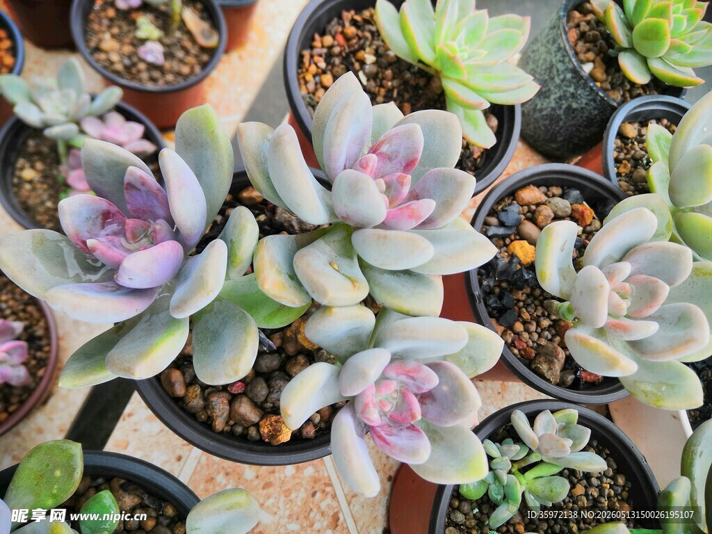 多彩多肉植物摆放展示