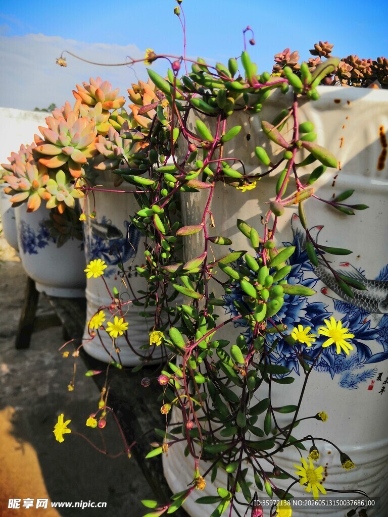 蓝白花盆中绽放的多彩花卉
