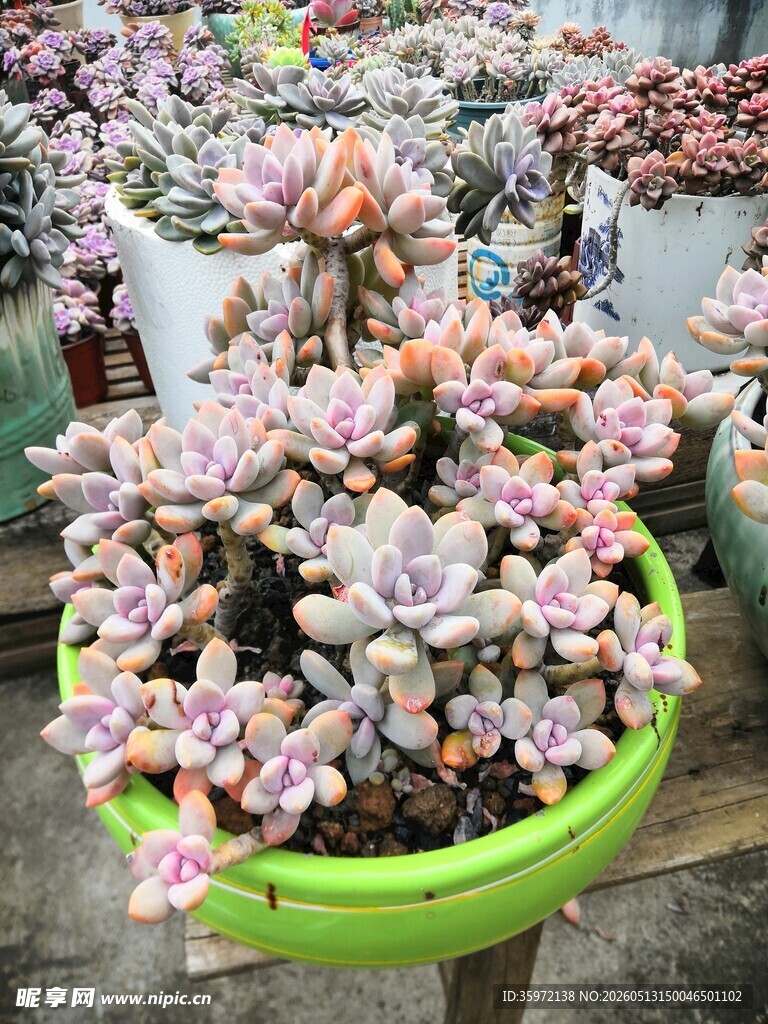 多彩多肉盆栽展示